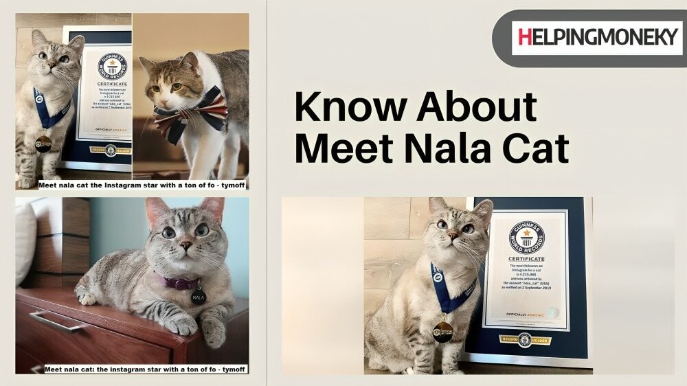 Meet Nala Cat The Instagram Star 