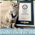 Meet Nala Cat The Instagram Star with a Ton of Fo - Tymoff