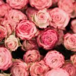 The Symbolism and Beauty of Pink Roses