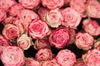 The Symbolism and Beauty of Pink Roses